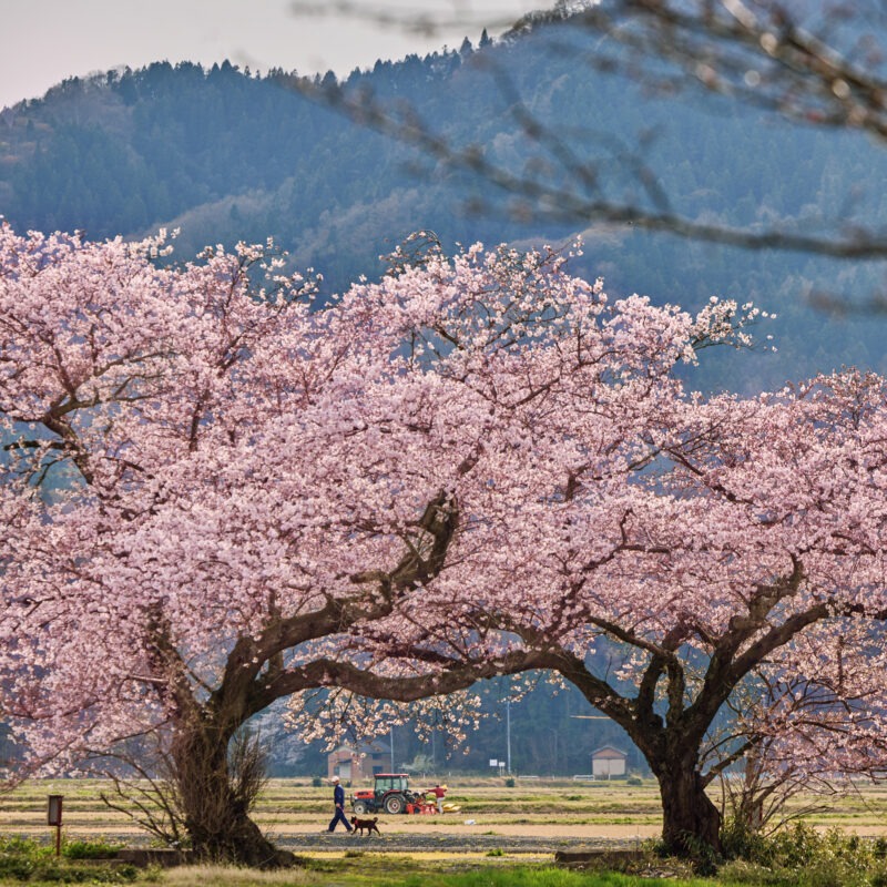 Shoko Takayasu © SHOKO Photography 2024