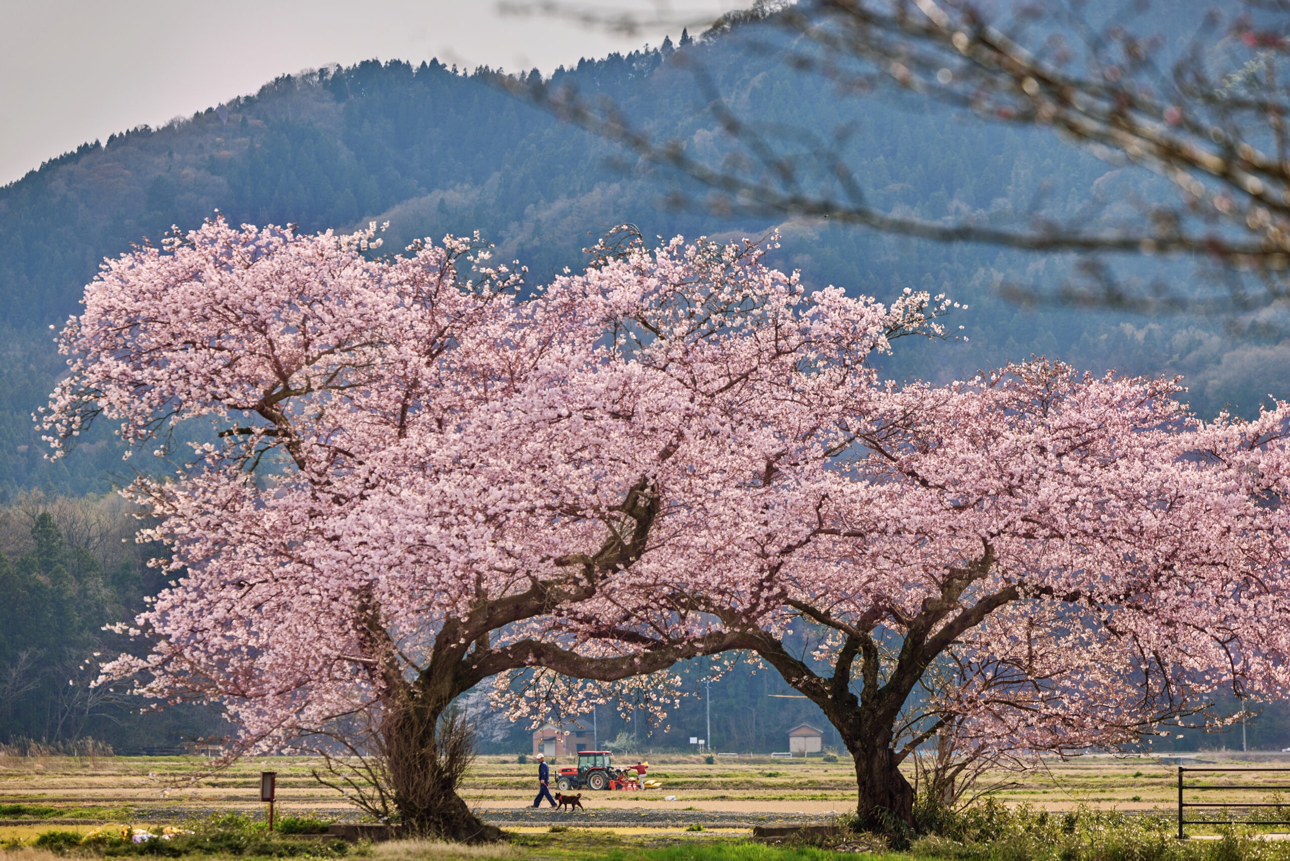 Shoko Takayasu © SHOKO Photography 2024
