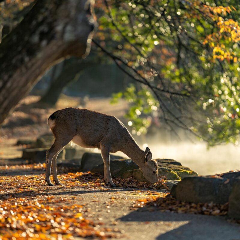 nara park japan