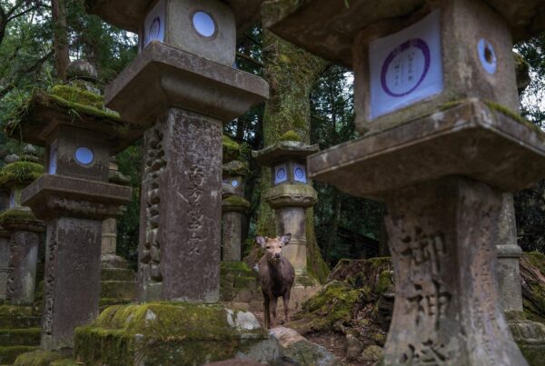 sika deer, Nara , Japan , Nara Discover Japan’s Most Enchanting Hidden Gem City
