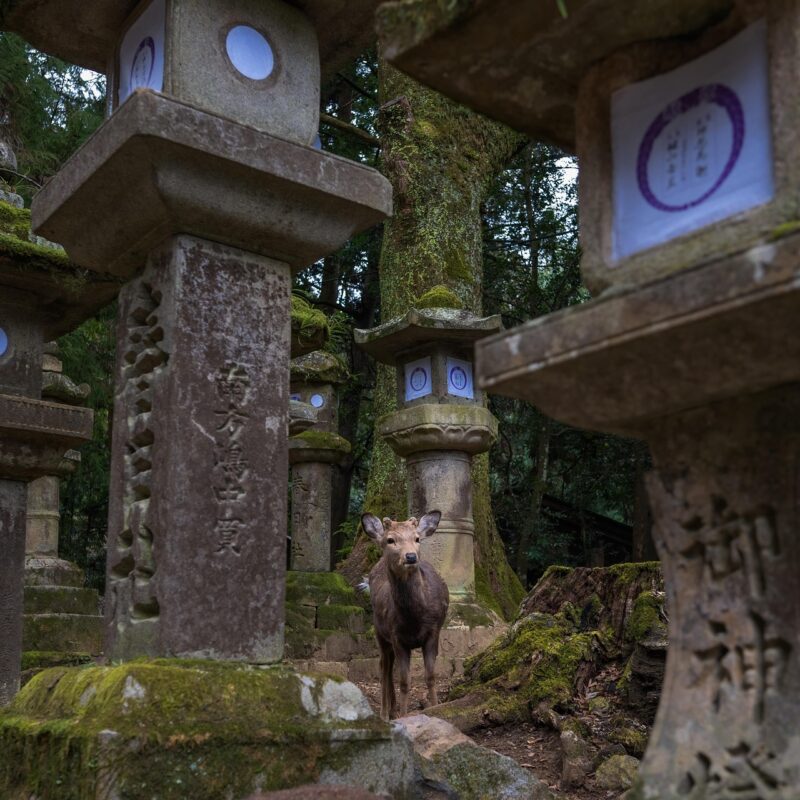 sika deer, Nara , Japan , Nara Discover Japan’s Most Enchanting Hidden Gem City