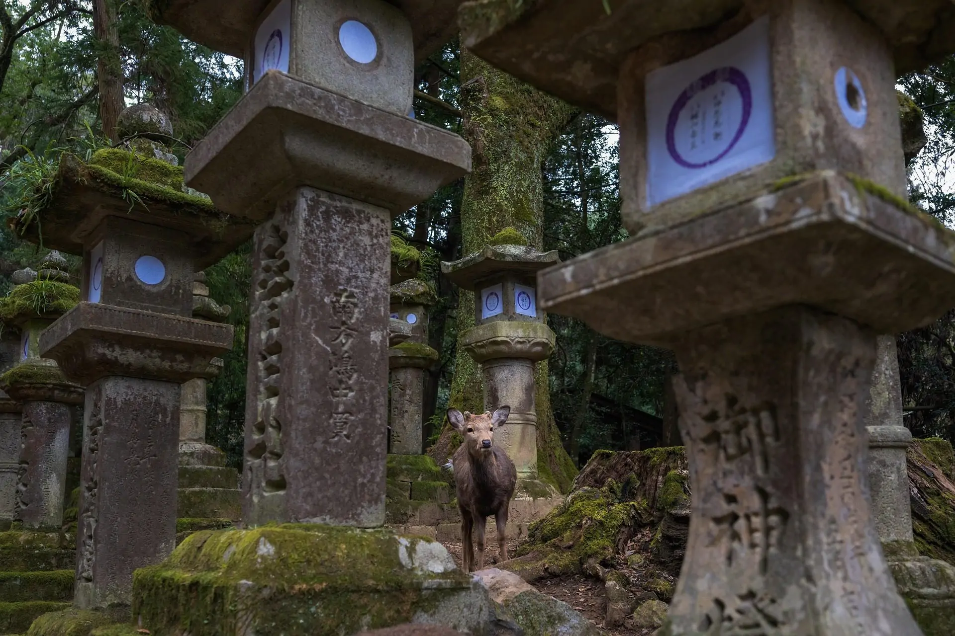 sika deer, Nara , Japan , Nara Discover Japan’s Most Enchanting Hidden Gem City